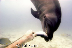 A shot taken of a dolphin feeding from my hand by Bill Cain 